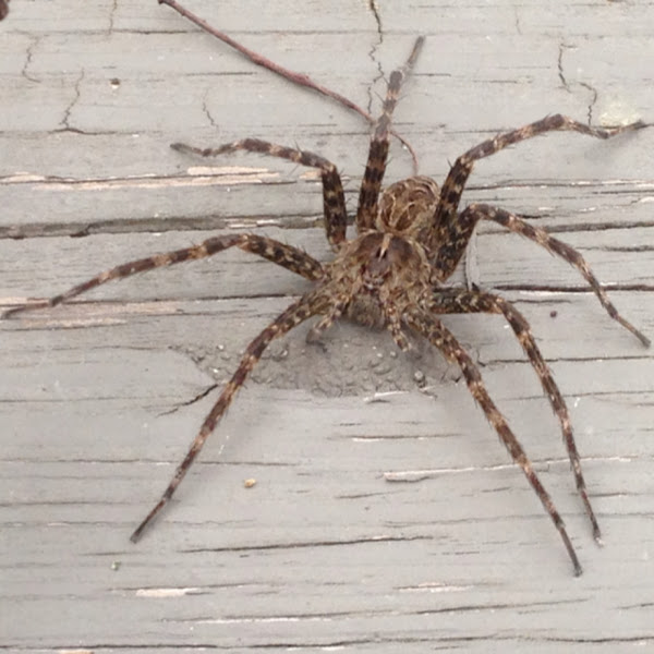 Striped fishing spider | Project Noah