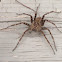 Striped fishing spider