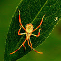 Leaf-footed bug, nymph