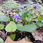 Common Blue Violet
