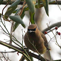 Cedar waxwing