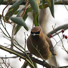 Cedar waxwing