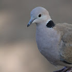 Collared dove