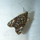 Moth