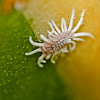Mealy bugs or woolly aphid