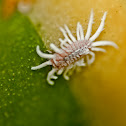 Mealy bugs or woolly aphid