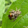 Jumping spider eating Micrathena spider