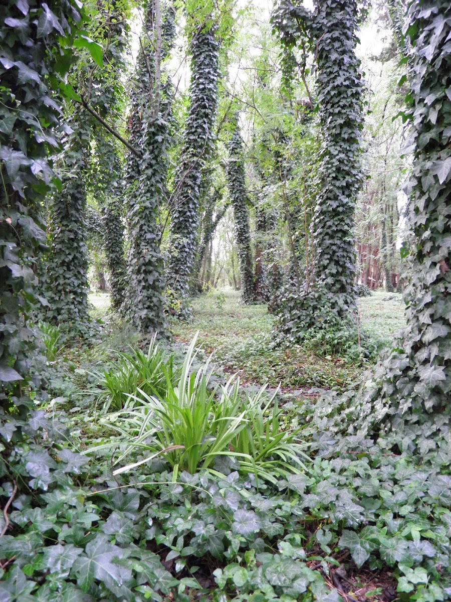 common ivy (hiedra común)