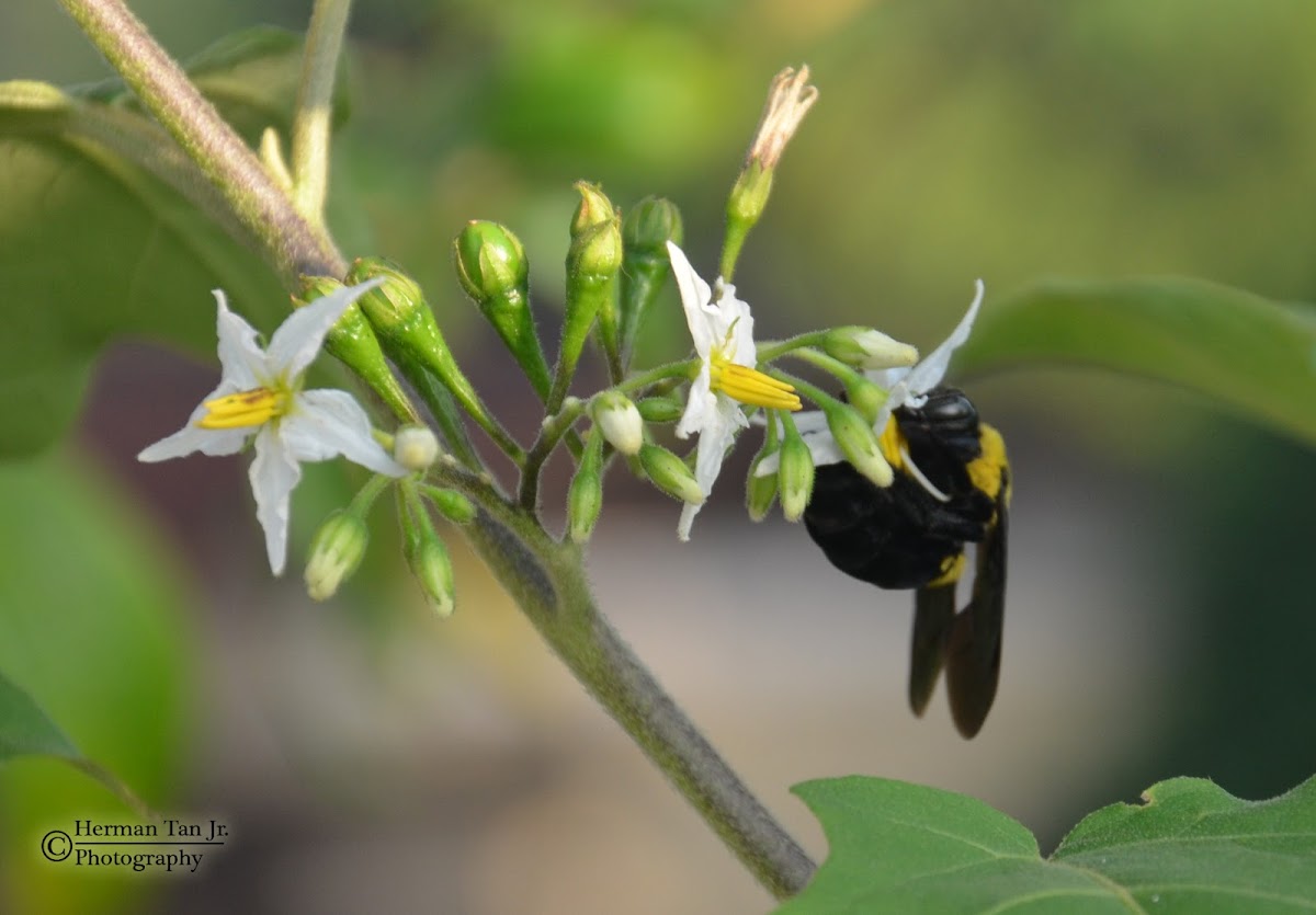 Unknown Bee