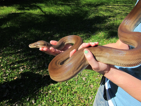 Olive Python | Project Noah