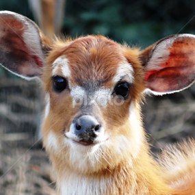 bambi by Dubravka Bednaršek - Animals Other Mammals