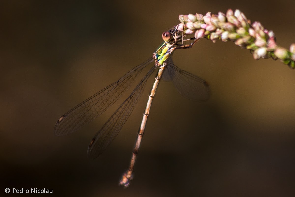 Willow Emerald Damselfly