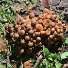 Honey Mushroom