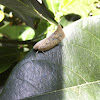 White Moth Cicada (Flatid Planthopper)