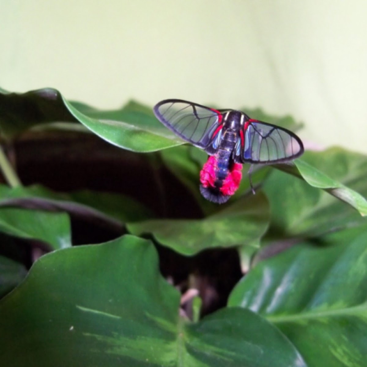 Scarlet-tipped Wasp Mimic -Clear-wing Moth