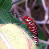 Red Cotton Stainer