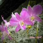 Dendrobium orchid