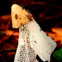 Bridal Veil Fungi