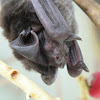 free-tailed bat