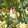 Jilguero/European goldfinch