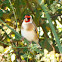Jilguero/European goldfinch