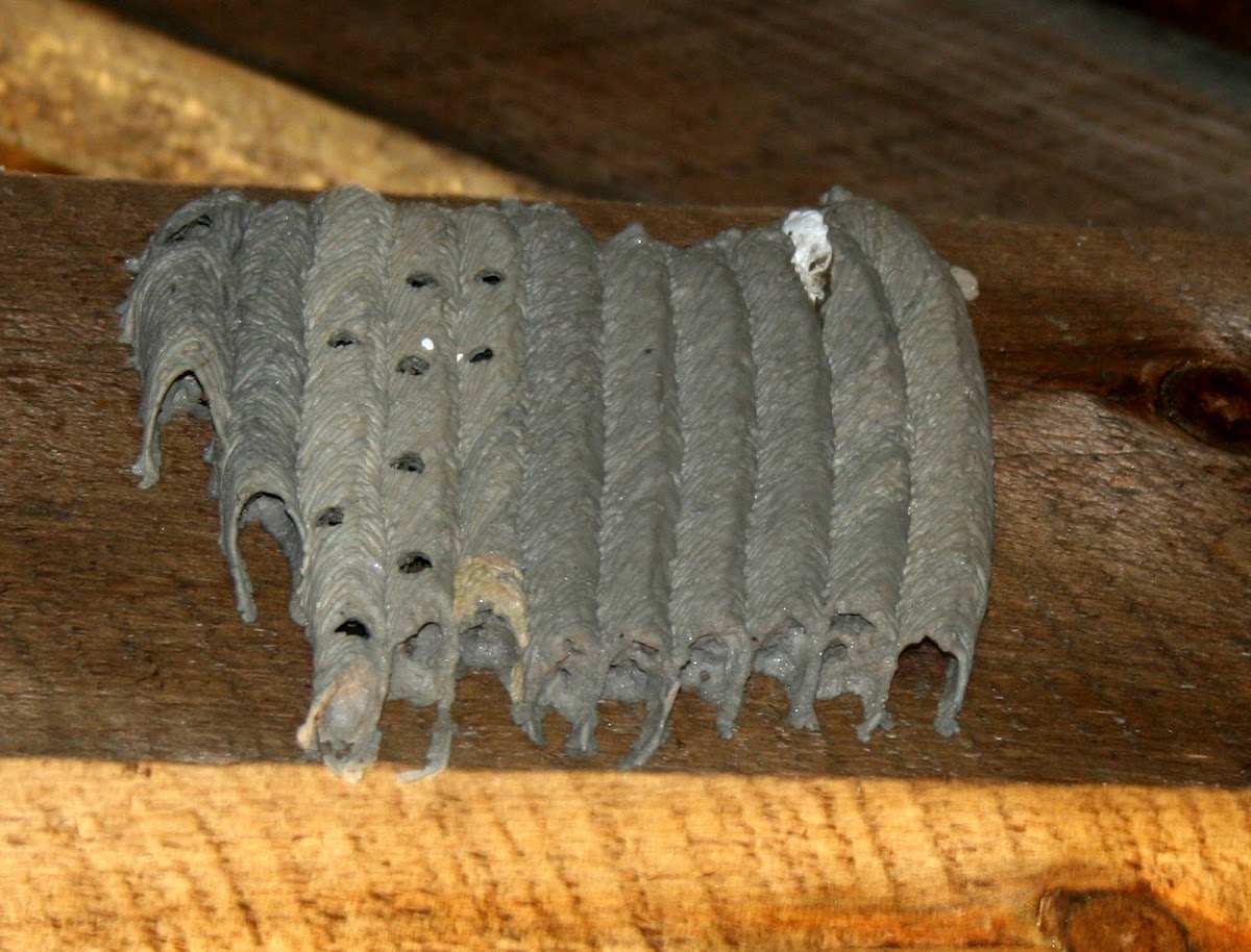 Pipe Organ Mud Dauber Wasp Nest