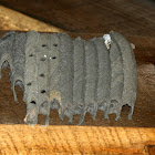 Pipe Organ Mud Dauber Wasp Nest