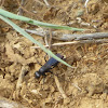Blue Black Spider Wasp