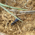 Blue Black Spider Wasp