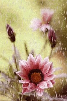 Rain Flower Live Wallpaper