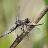 Blue Corporal