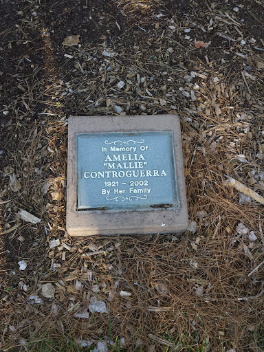 Amelia Controguerra Memorial Tree 