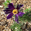 Pasqueflower flower