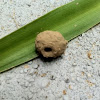 Potter wasp nest 
