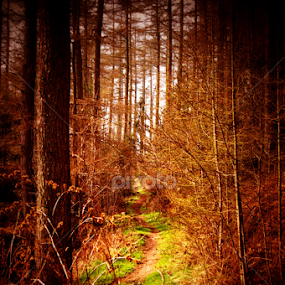 into the wood by Hayley Warriner - Nature Up Close Trees & Bushes