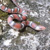 Northern Scarlet Snake