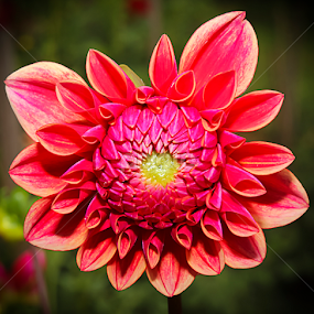 Blossoming by Susan Farris - Flowers Single Flower