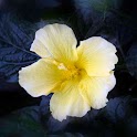 Flower Pictures logo