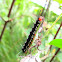 Lepidoptera catterpillar