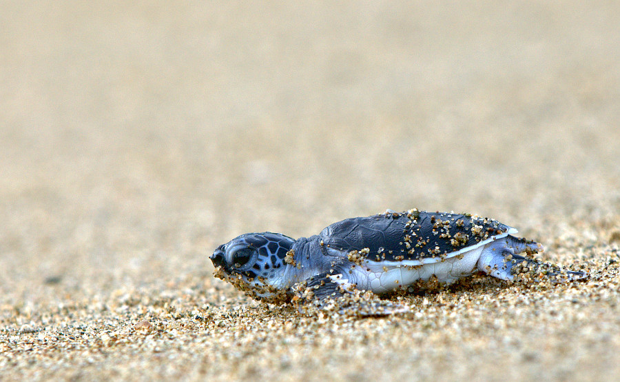 Green Sea Turtle