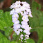 തേക്കട,  Indian heliotrope, Indian turnsole