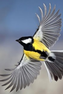 Birds Wallpaper Screenshots 15
