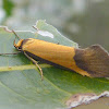 Philobota ancylotoxa Moth