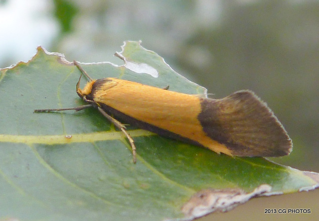 Philobota ancylotoxa Moth