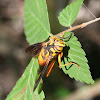 Wasp Mimic Flower Fly