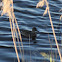 Common Teal (hen), cerceta común (hembra)