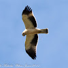 Booted Eagle; Aguila Calzada