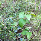 Broad-leafed Clematis