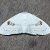 Jewel Moth