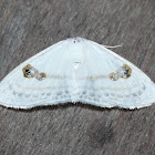 Jewel Moth